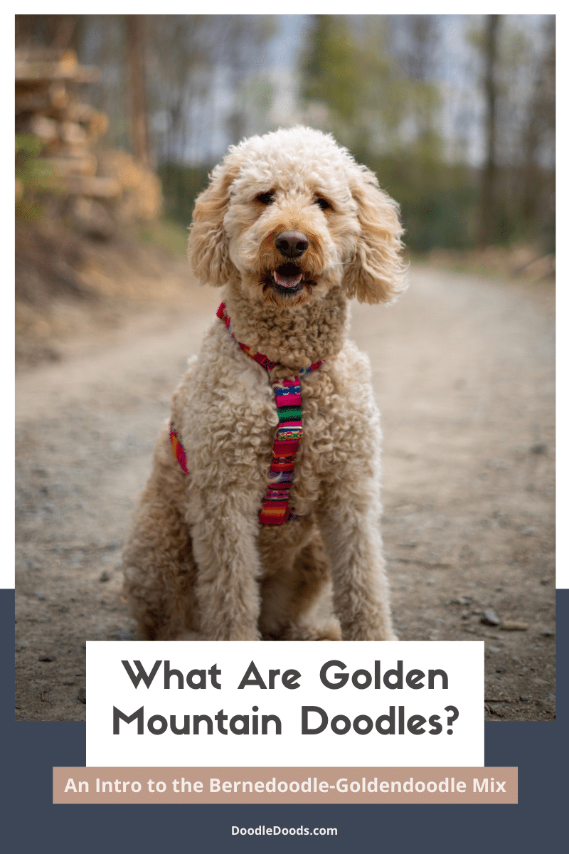 Golden Mountain Doodle 101 An Intro to the BernedoodleGoldendoodle Mix