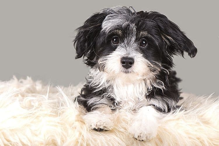 Teacup Havanese Poodle