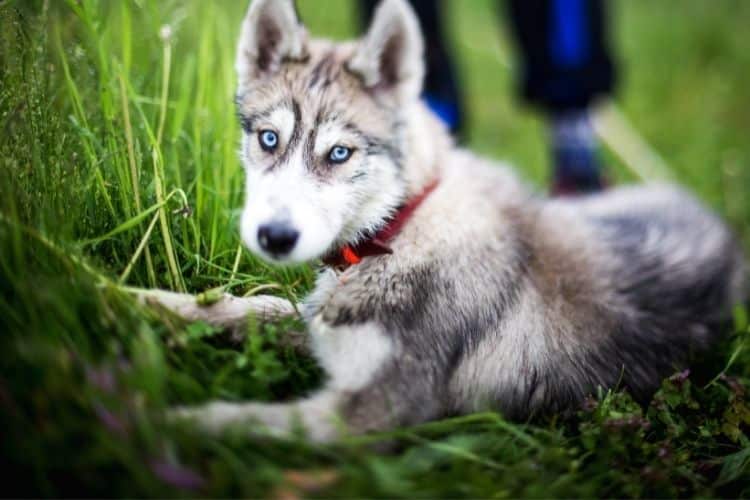 Are Miniature Huskies Hypoallergenic