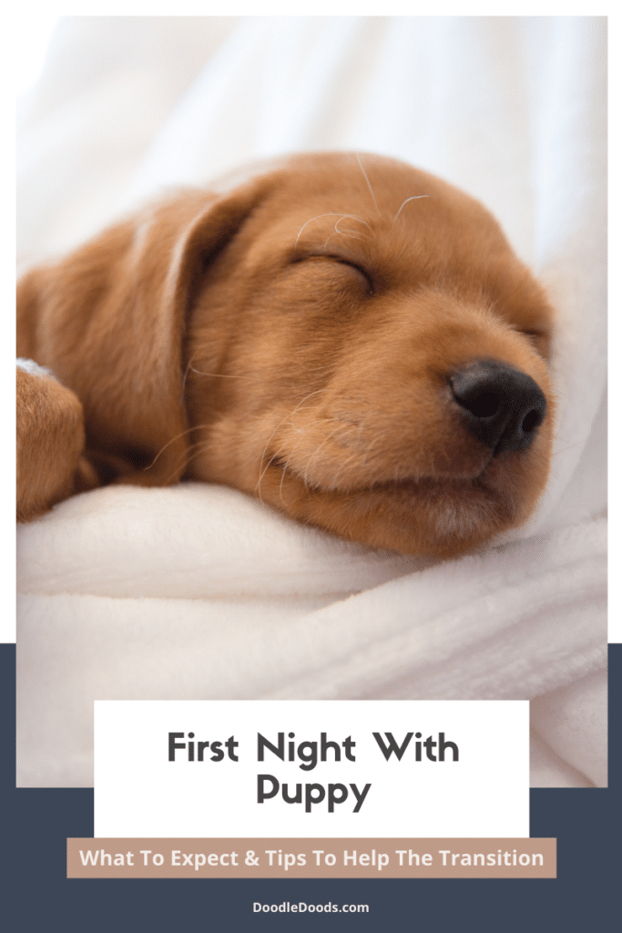 Goldendoodle Girl Names Inspo, Tips & Tricks for Choosing the Perfect