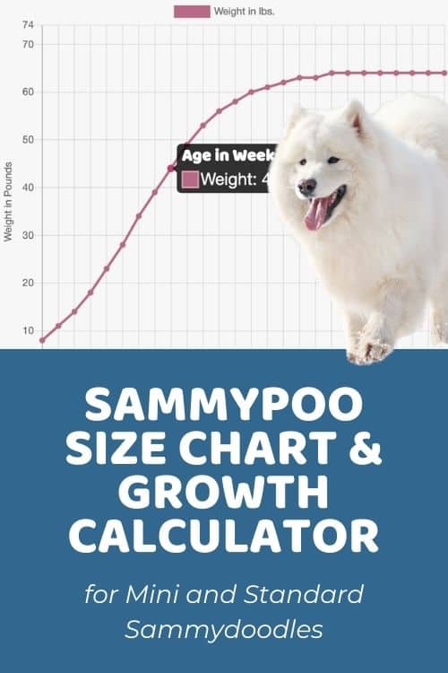 Westiepoo Size Chart + Interactive Weight Calculator Doodle Doods