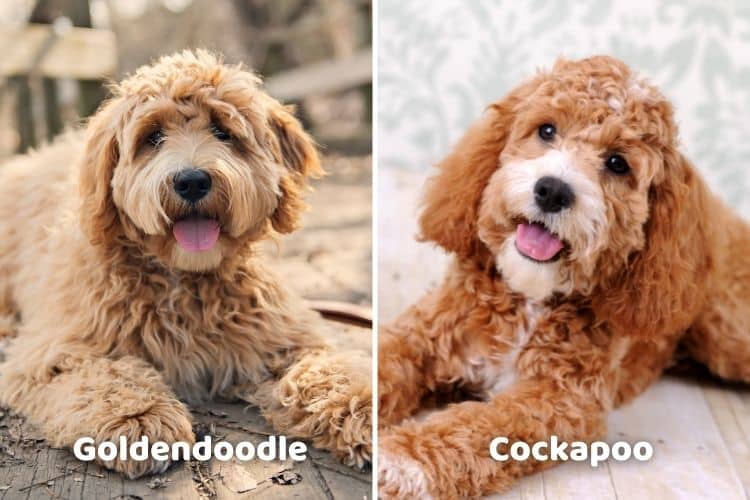 Goldendoodle vs Cockapoo Comparing Temperament, Size & Maintenance