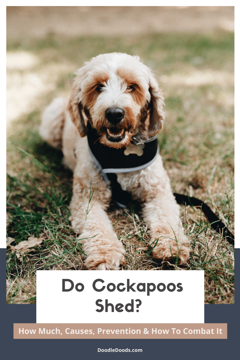 Do Cockapoos Shed? How Much, Causes, Prevention & How To Combat It