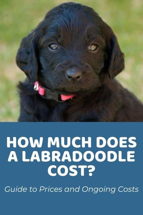How Much Do Australian Labradoodle Puppies Cost
