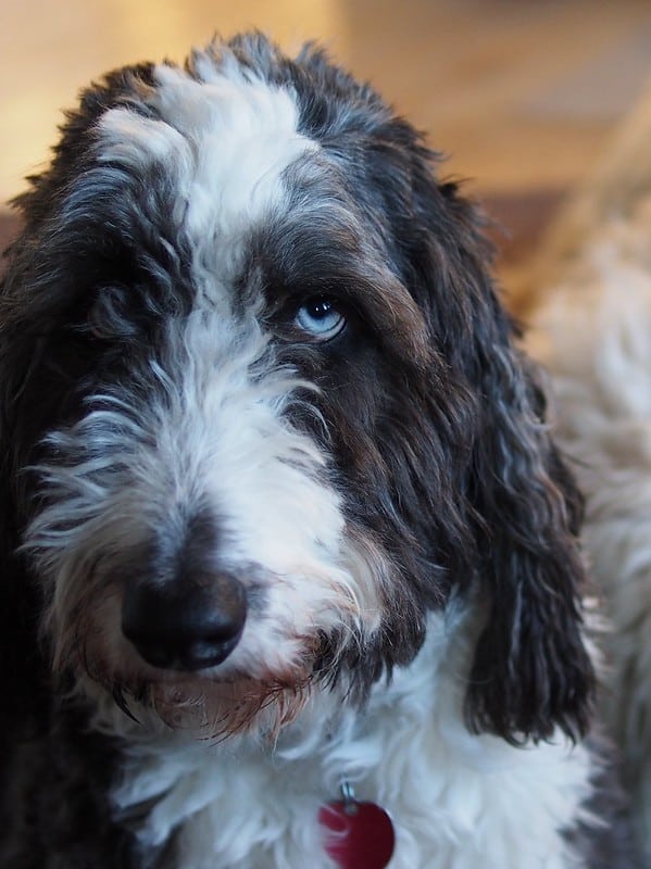 Do Aussiedoodles Shed? And Are Aussiedoodles Hypoallergenic?