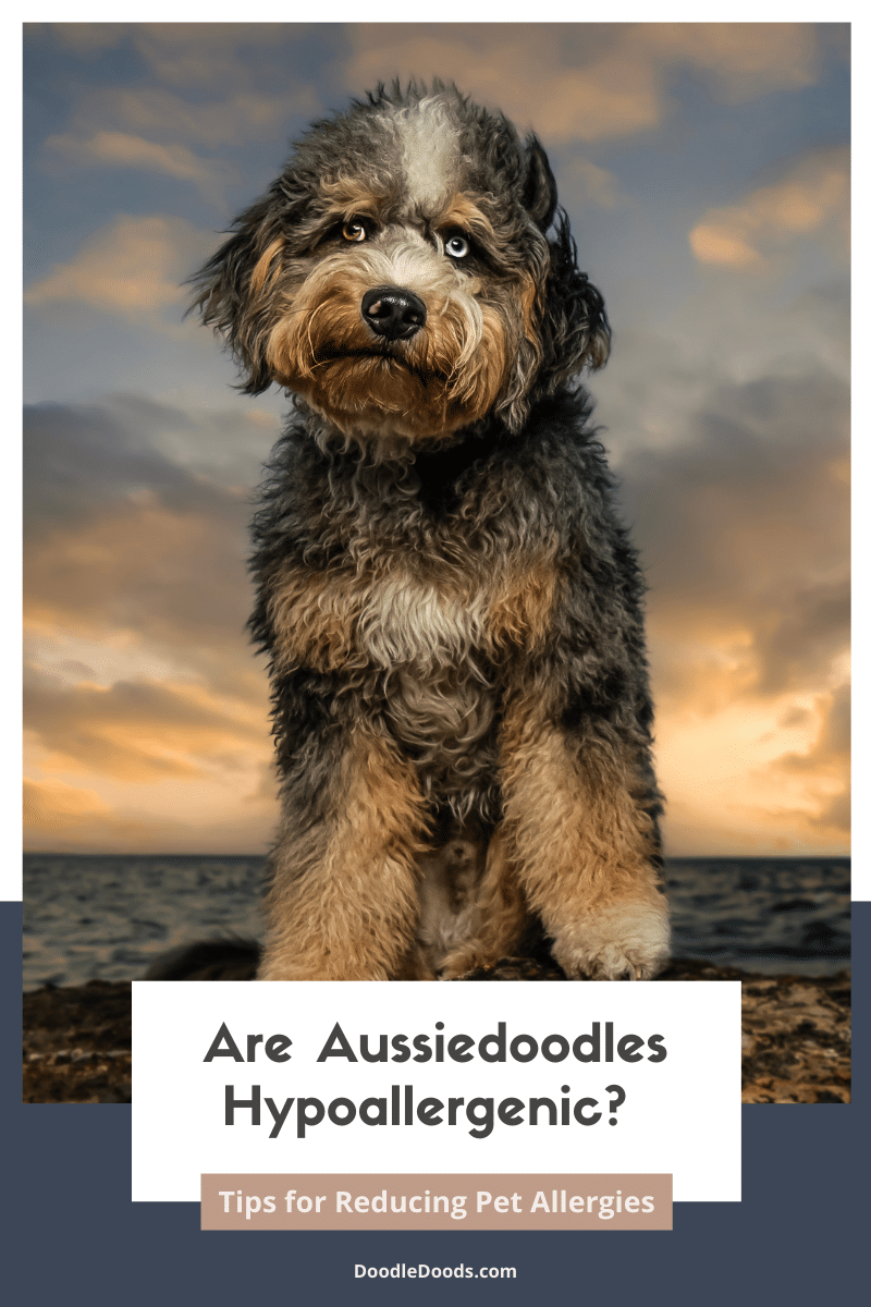 Are Aussiedoodles Hypoallergenic? + Tips for Reducing Pet Allergies