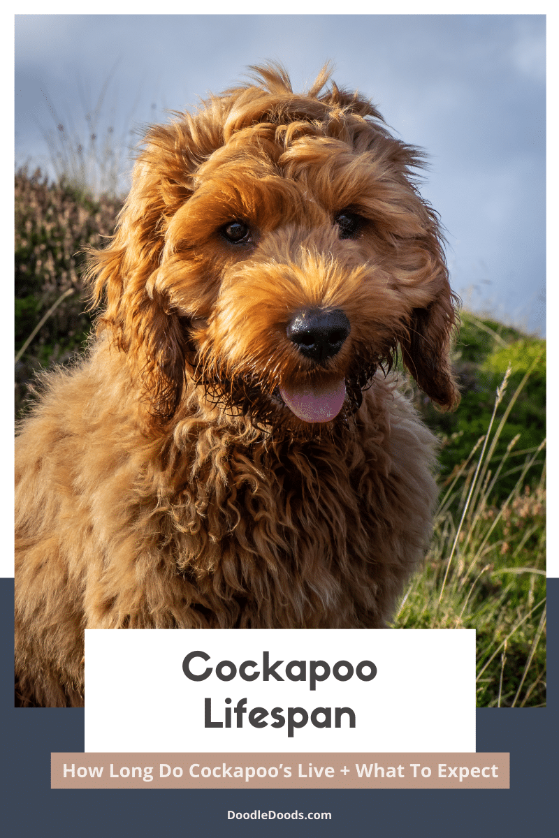 How Long Do Cockapoos Live? Cockapoo Lifespan & What to Expect
