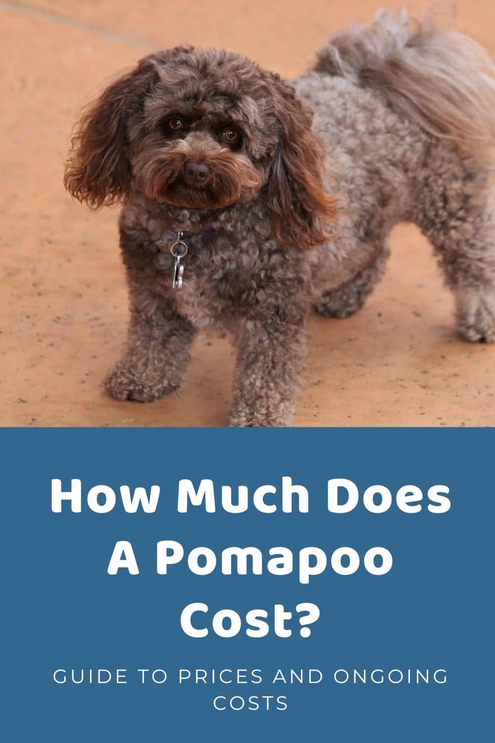 How Much Does A Pomapoo Cost