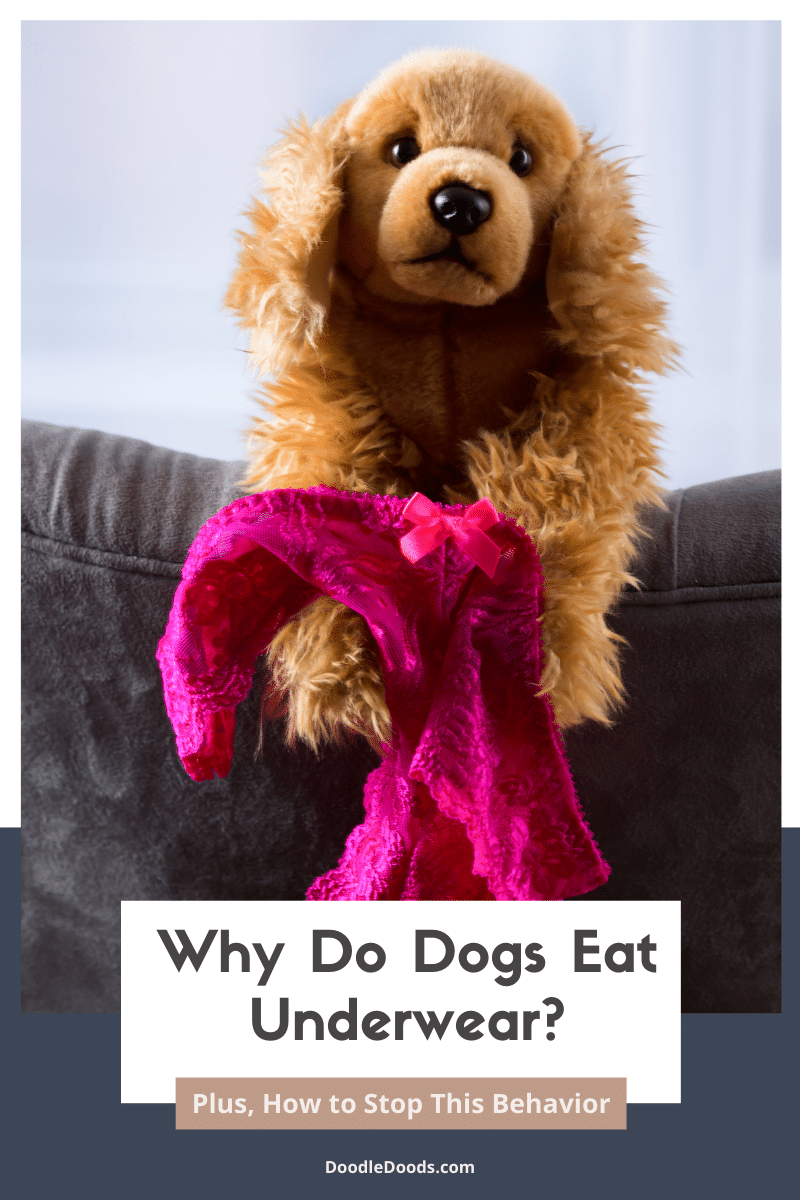 Are Goldendoodles Aggressive? Guide to Goldendoodle Temperament