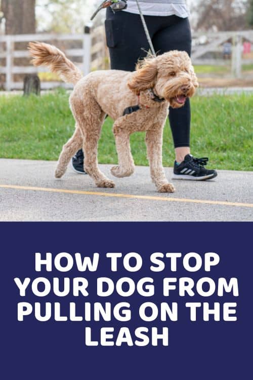 How To Stop Your Dog From Pulling On The Leash Doodle Doods