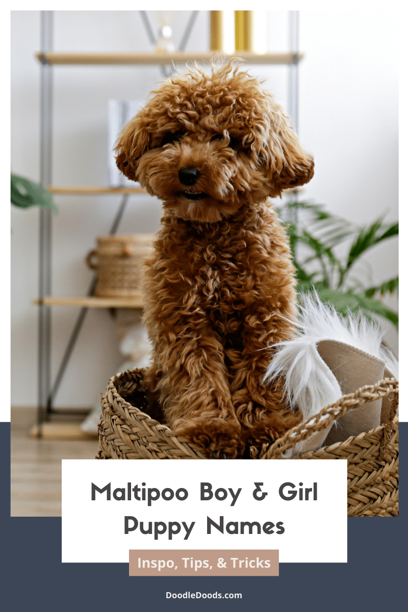 Maltipoo Puppies Names