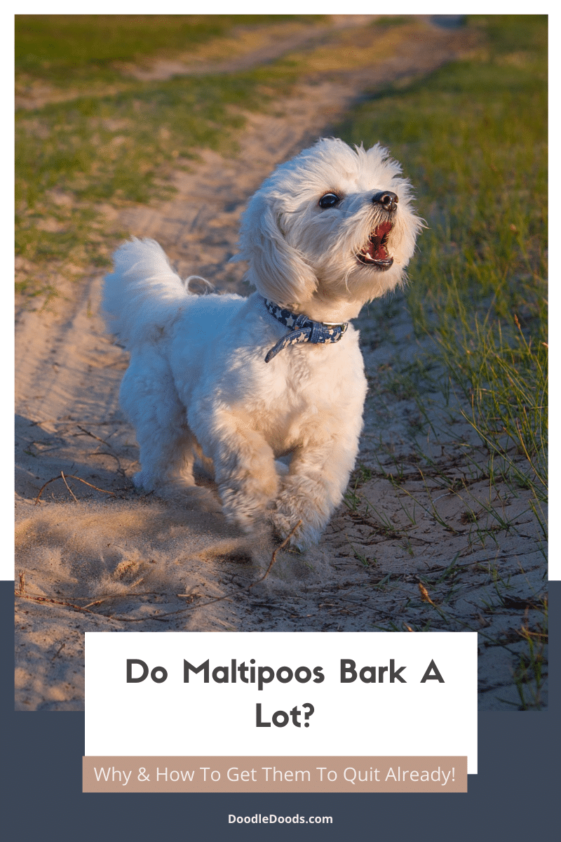 Do Maltipoos Bark A Lot? Why & How To Get Them To Quit Already