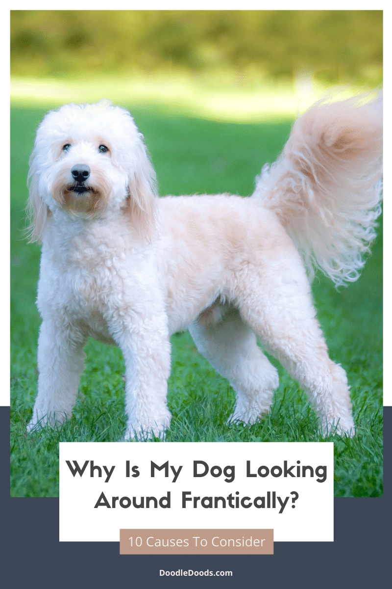 Why Does My Dog Keep Looking Up And Around