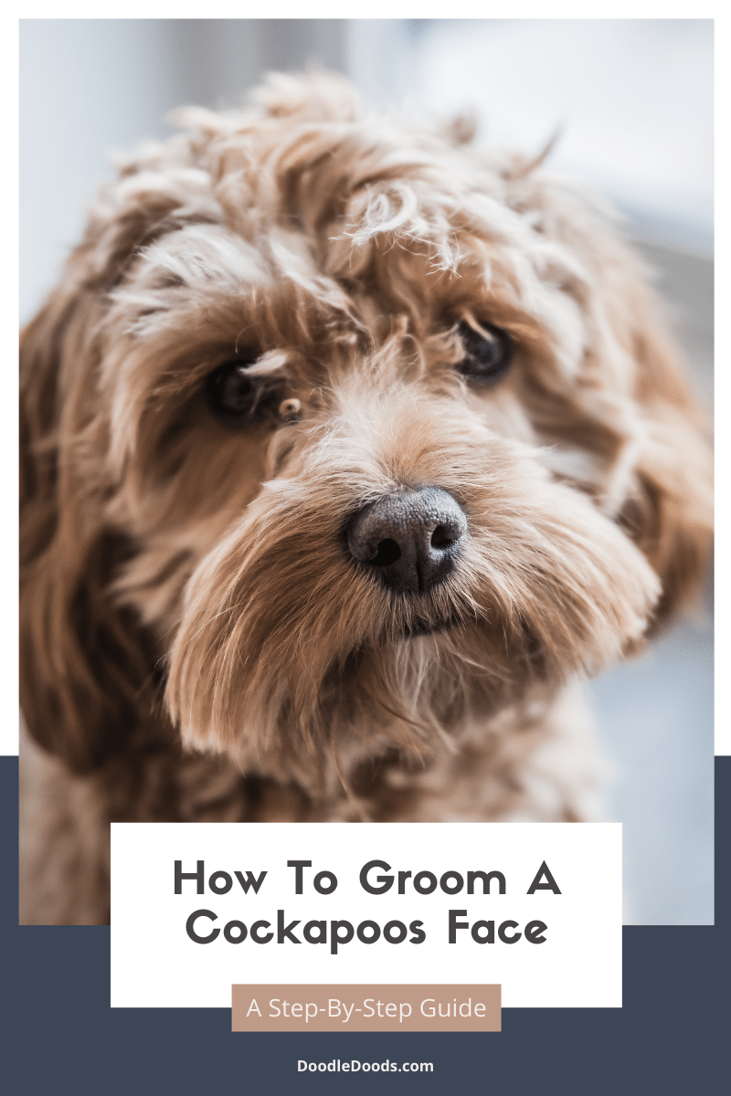 A StepByStep Guide To Grooming Cockapoo Faces