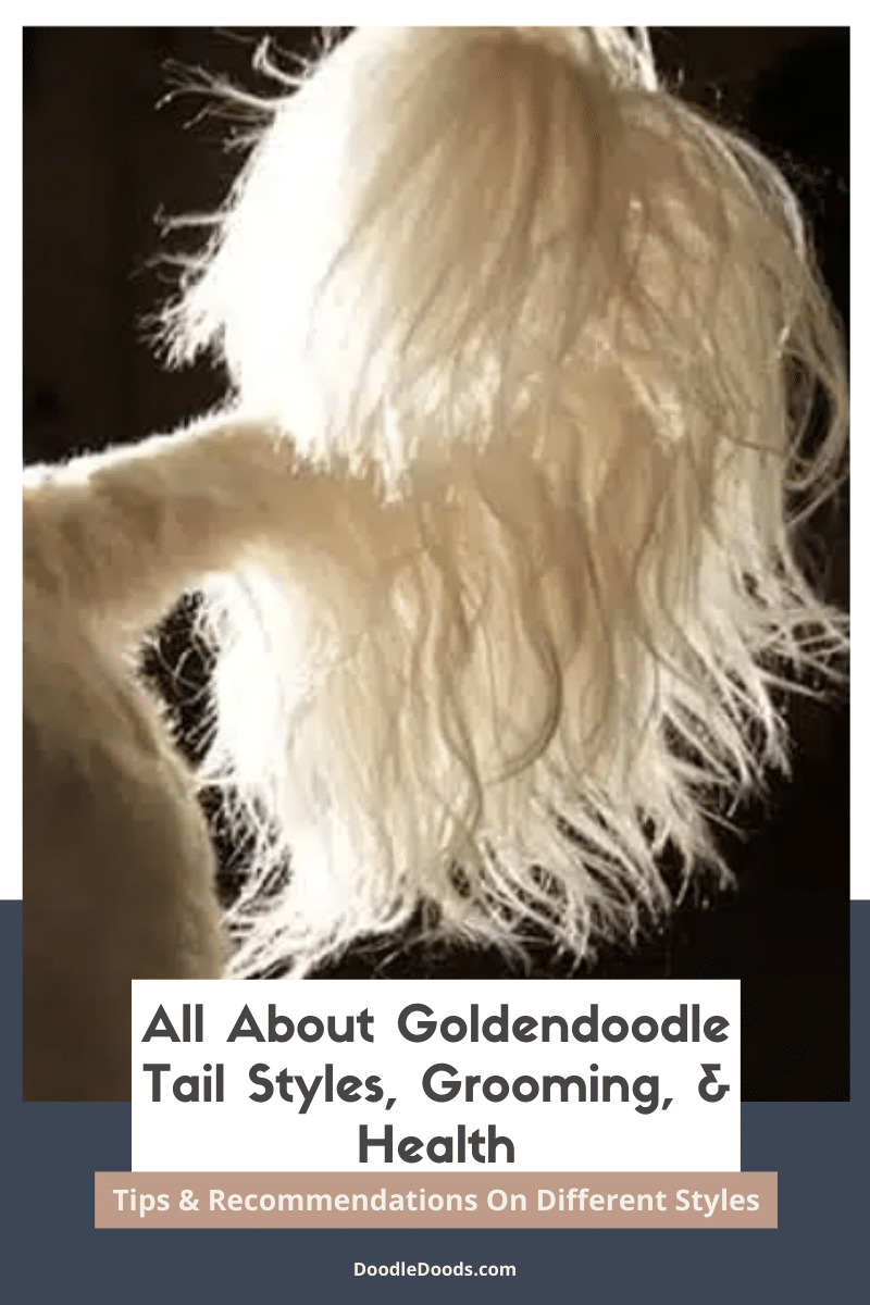 All About Goldendoodle Tail Styles, Grooming, & Health