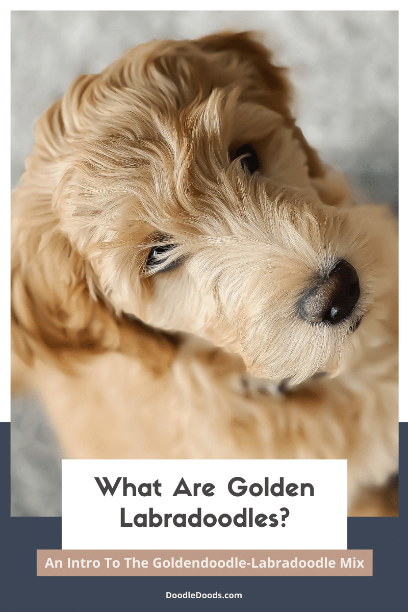 Golden Labradoodle 101 An Intro To The GoldendoodleLabradoodle Mix