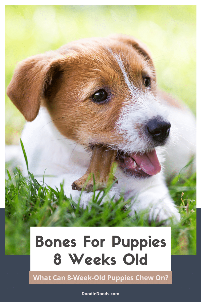 What Can I Give My 8 Week Old Puppy To Chew