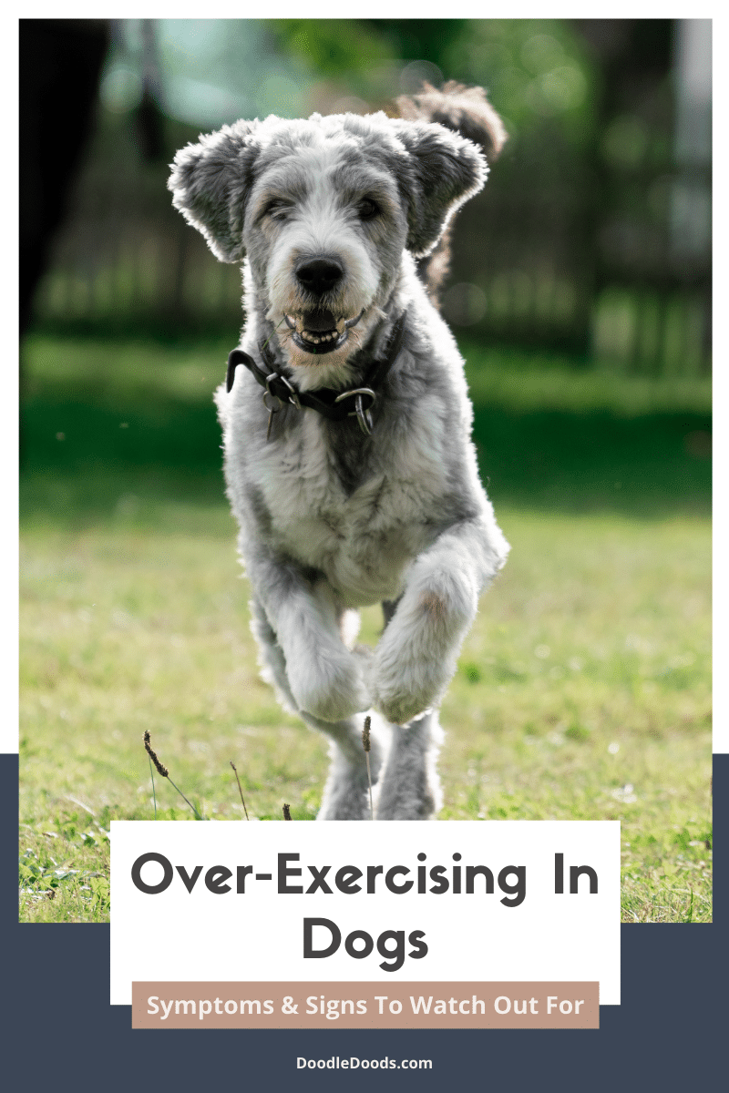 OverExercising In Dogs Symptoms & Signs To Watch Out For