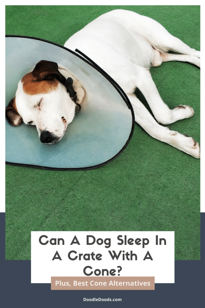 Can a Dog Sleep Comfortably in a Crate with a Cone? Dog Advisor Tips