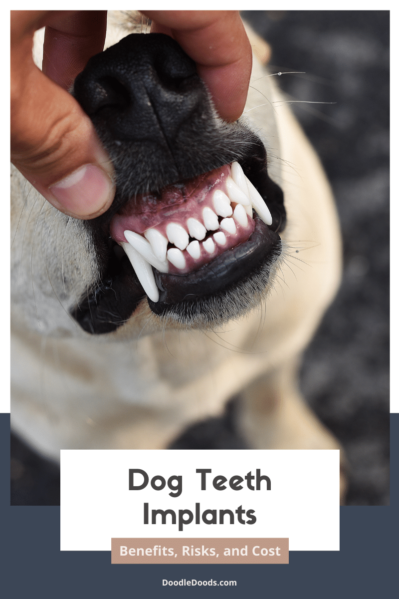 Dog Teeth Implants Benefits, Risks, and Cost Doodle Doods