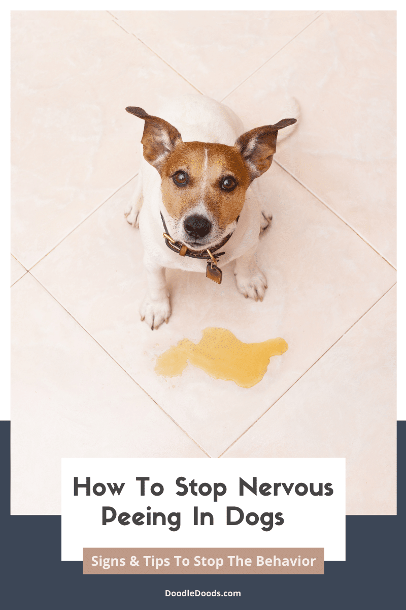 How To Stop Nervous Peeing In Dogs Ways To Stop Your Dog From Peeing When Excited Or Nervous