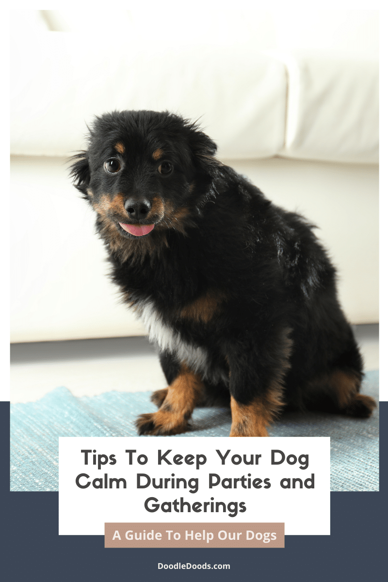Tips To Keep Your Dog Calm During Parties and Gatherings Doodle Doods