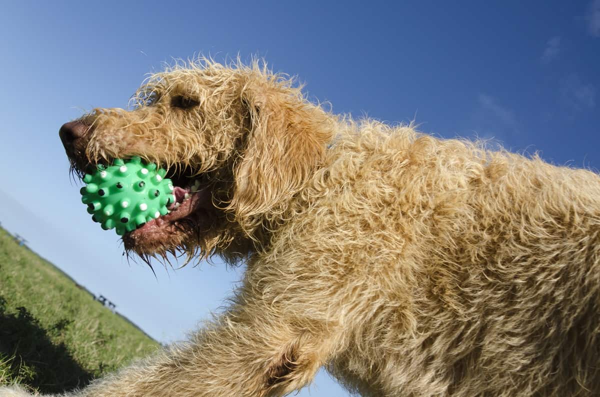 Best Dog Toys for Labradoodles of 2020 [Buying Guide] Doodle Furbabies