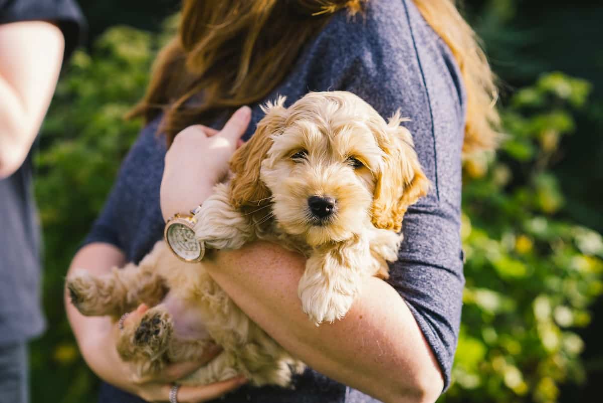 How to Groom a Cockapoo Doodle Furbabies