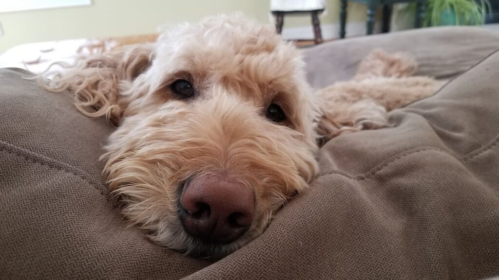 How to Trim a Goldendoodle's Face Doodle Furbabies