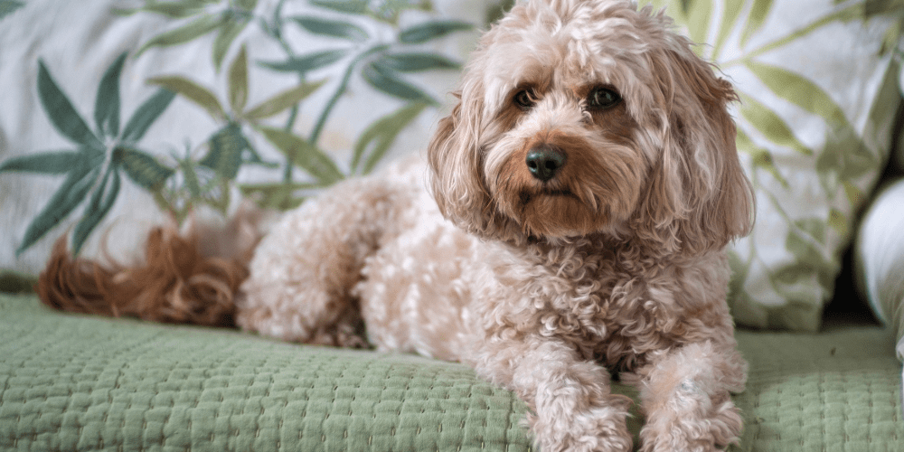 Do Cavapoos Smell? Doodle Pooch