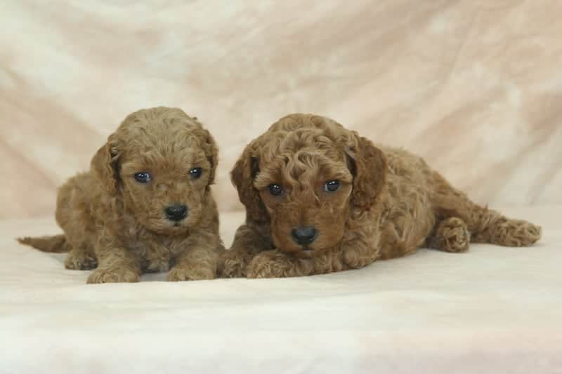 Red and Apricot Moyen Poodle Puppies for Sale Sunshine Acres