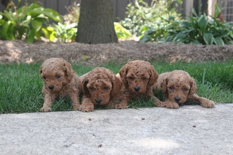 Red and Apricot Moyen Poodle Puppies for Sale Sunshine Acres