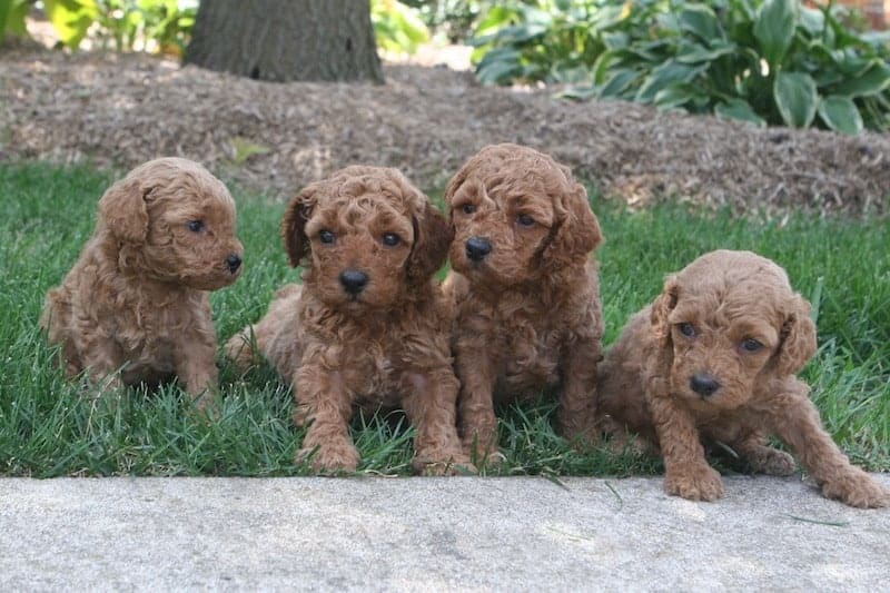 Red and Apricot Moyen Poodle Puppies for Sale Sunshine Acres