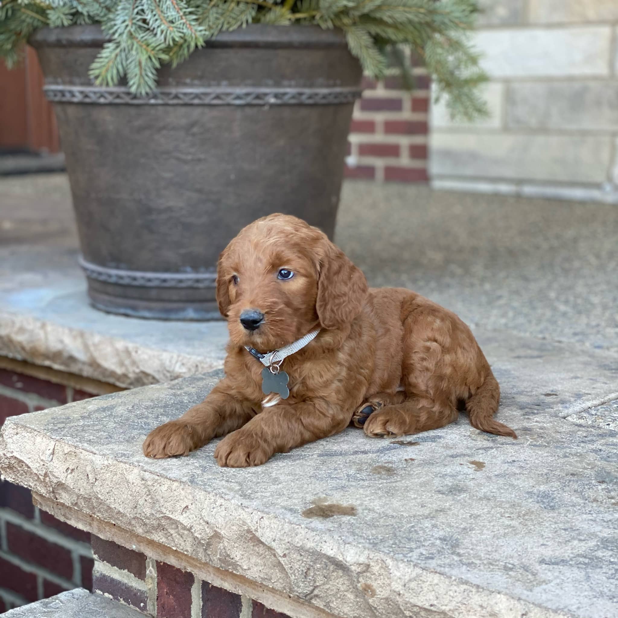 Sunshine Acres Goldendoodles Grant