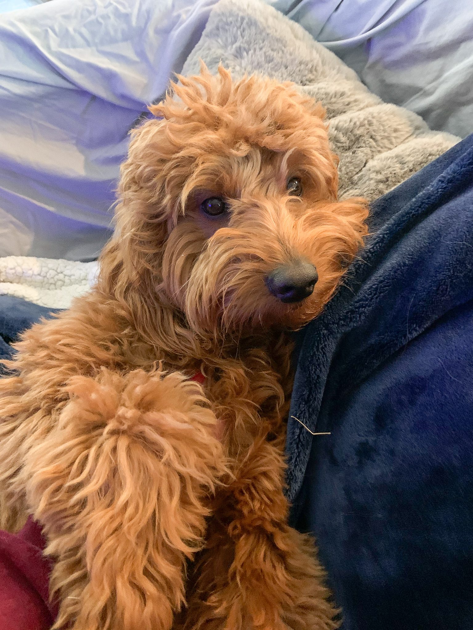 Maverick Doodle Rock Rescue Dallas TX