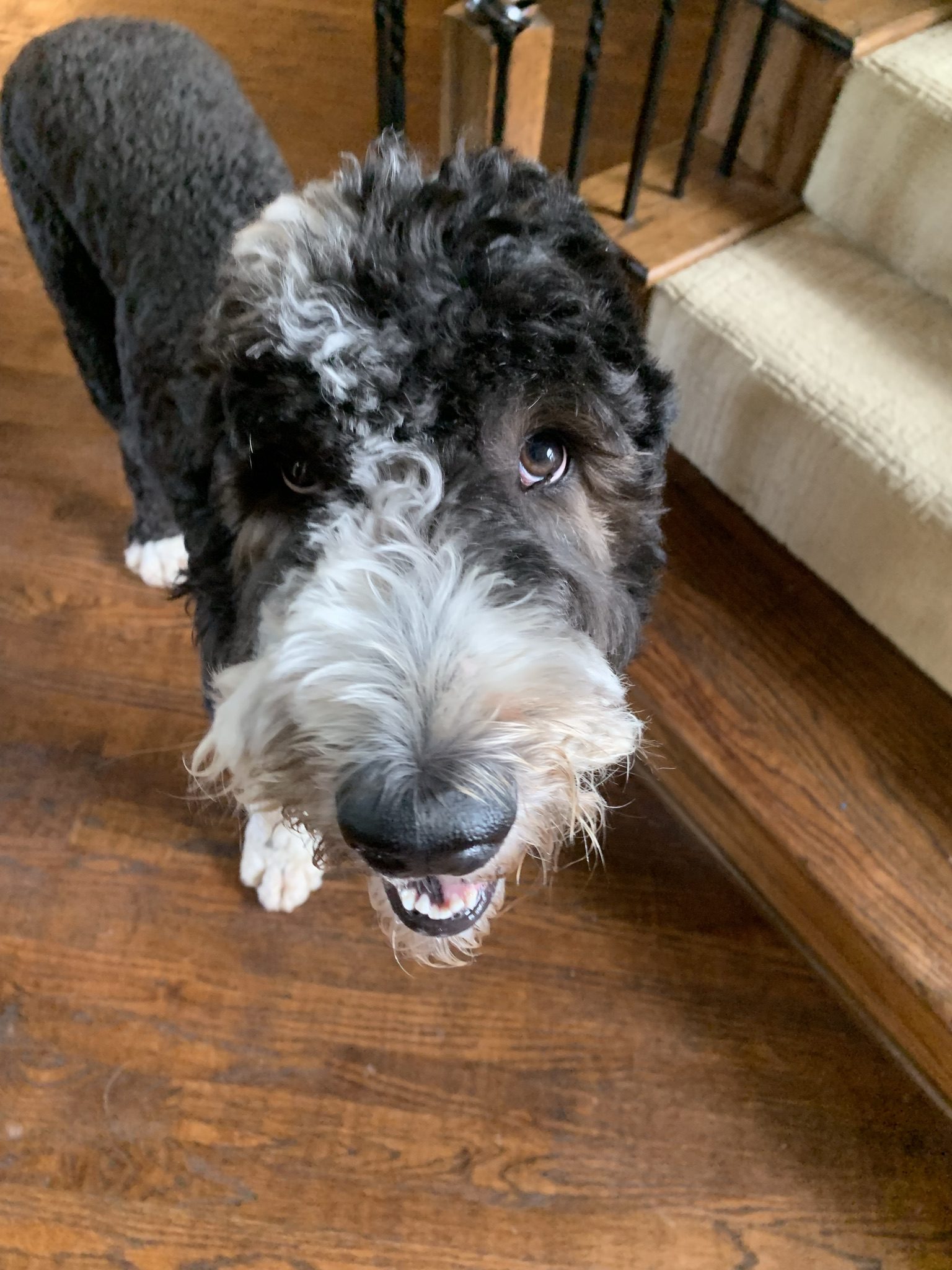 Jordy Doodle Rock Rescue Dallas TX