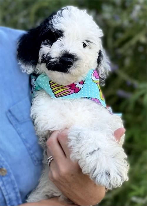 Cricket Doodle Rock Rescue Dallas TX