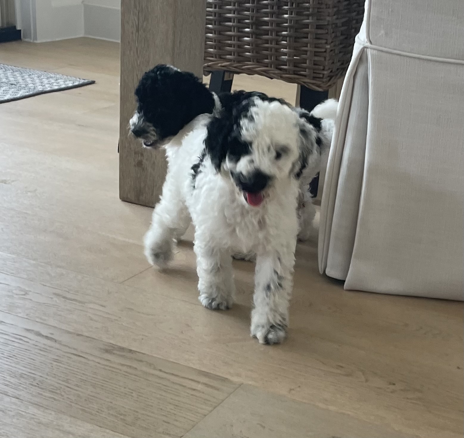 Cricket Doodle Rock Rescue Dallas TX