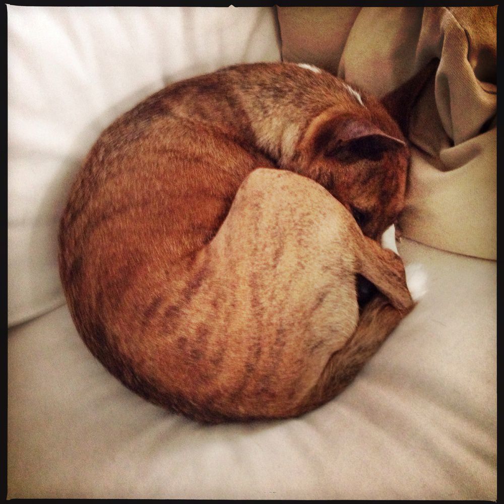 Doodlewash® Free Reference Photos For Artists Animal Oddities