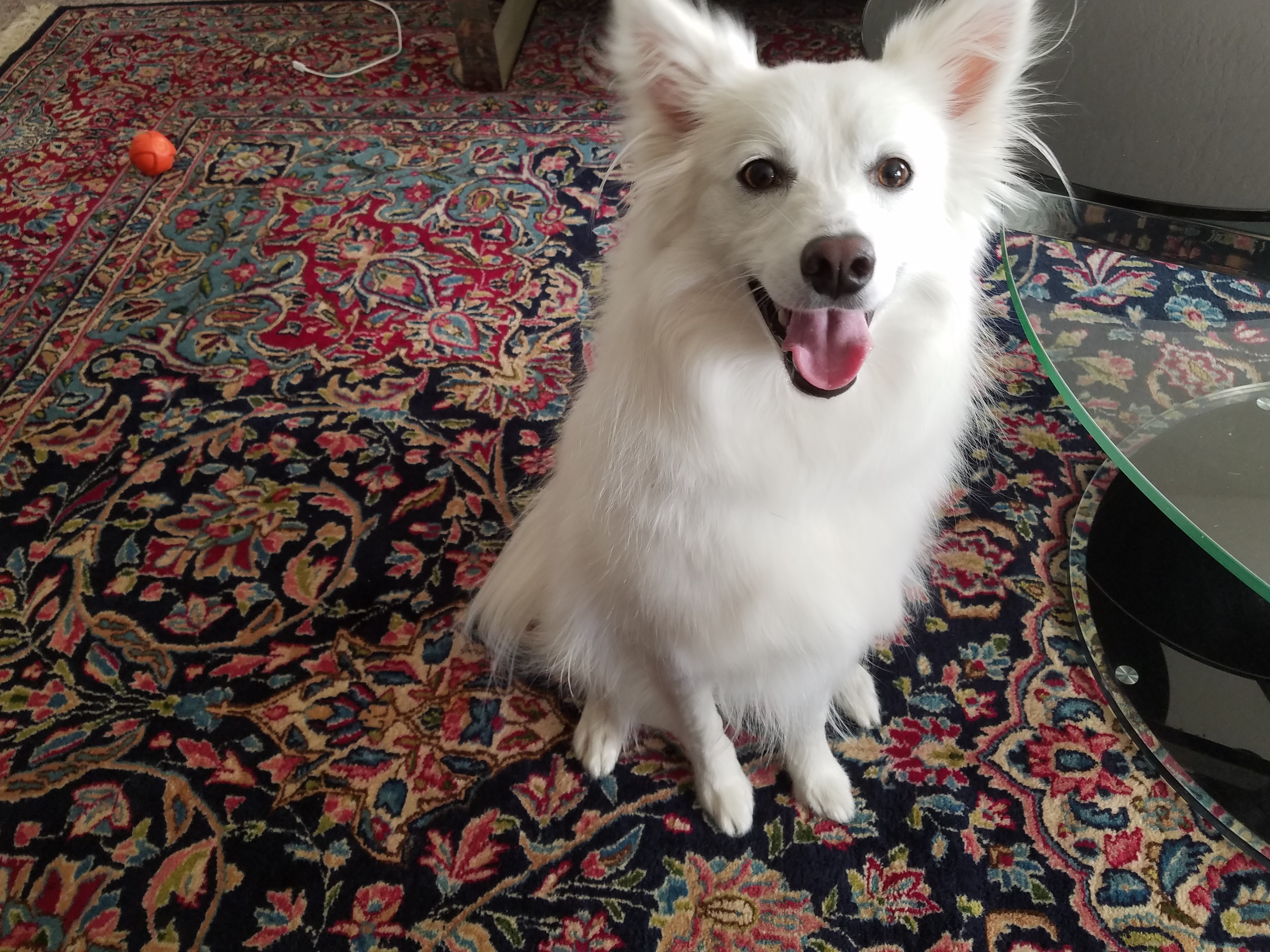 Our Nannies Cage Free Dog Boarding in Scottsdale AZ