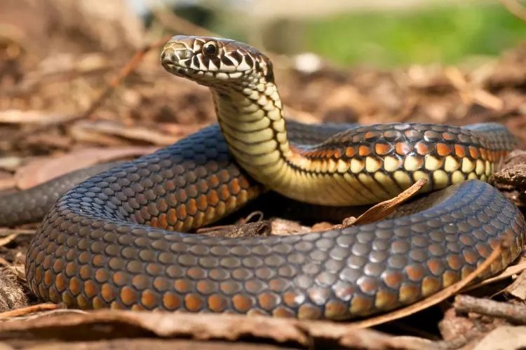 Can You Eat Venomous Snakes? (Everything That You Need To Know)