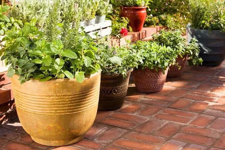 10 Best Vegetables That Grow In Shallow Containers