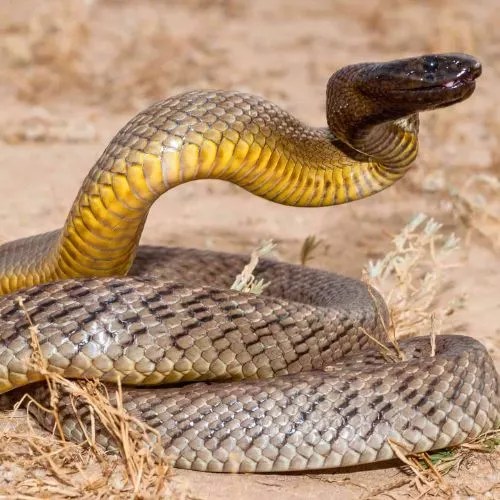 Can You Eat Venomous Snakes? (Everything That You Need To Know)