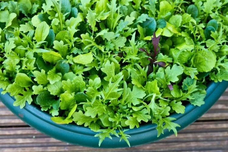 10 Best Vegetables That Grow In Shallow Containers