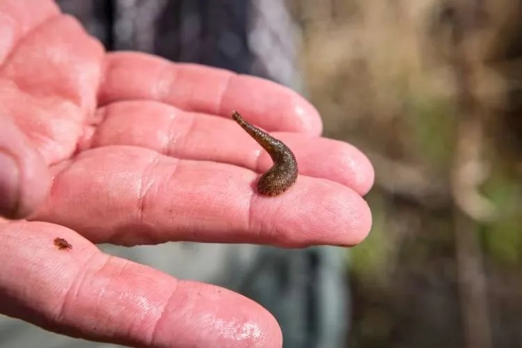 Are Leeches Edible? My Honest Take