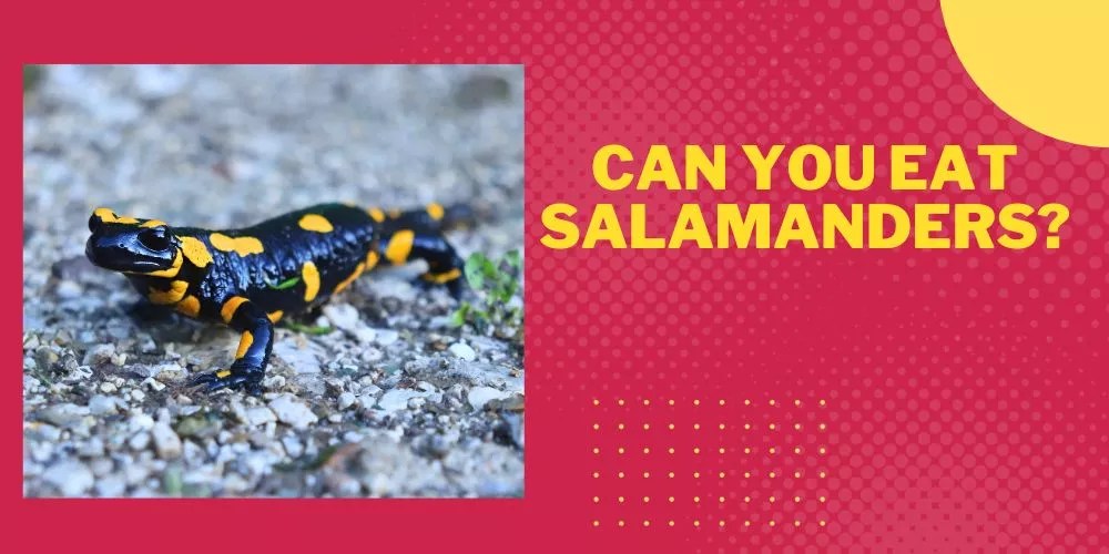 Can You Eat Salamanders? (My Honest Guide)