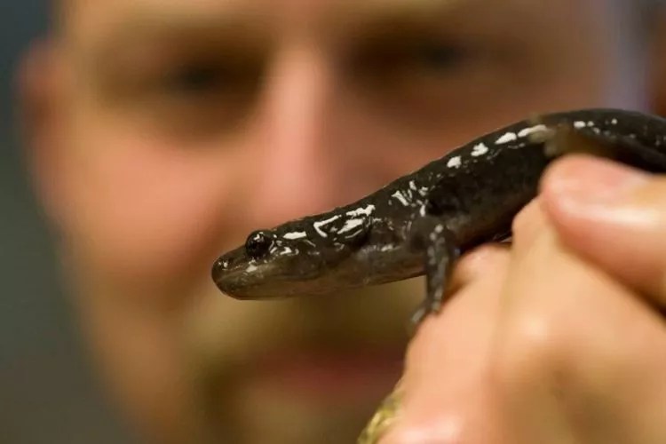 Can You Eat Salamanders? (My Honest Guide)