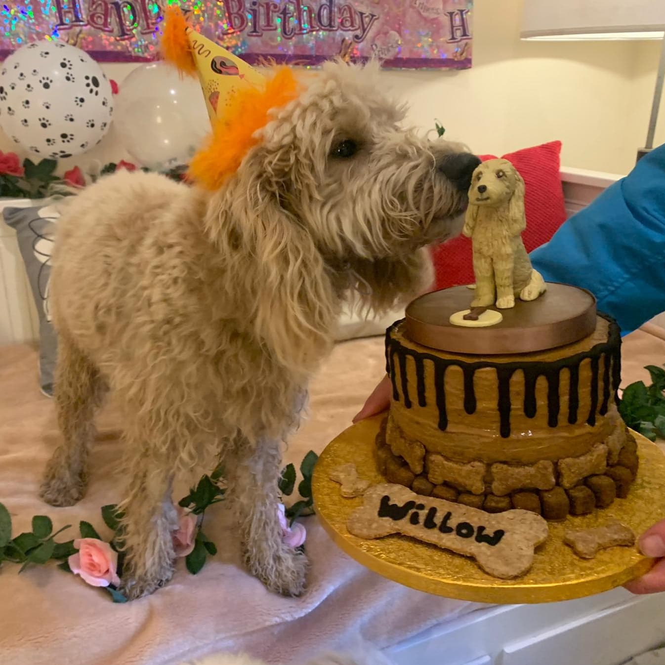 Celebrations Photo Gallery Doonane Dogs Boarding Kennels, Dublin