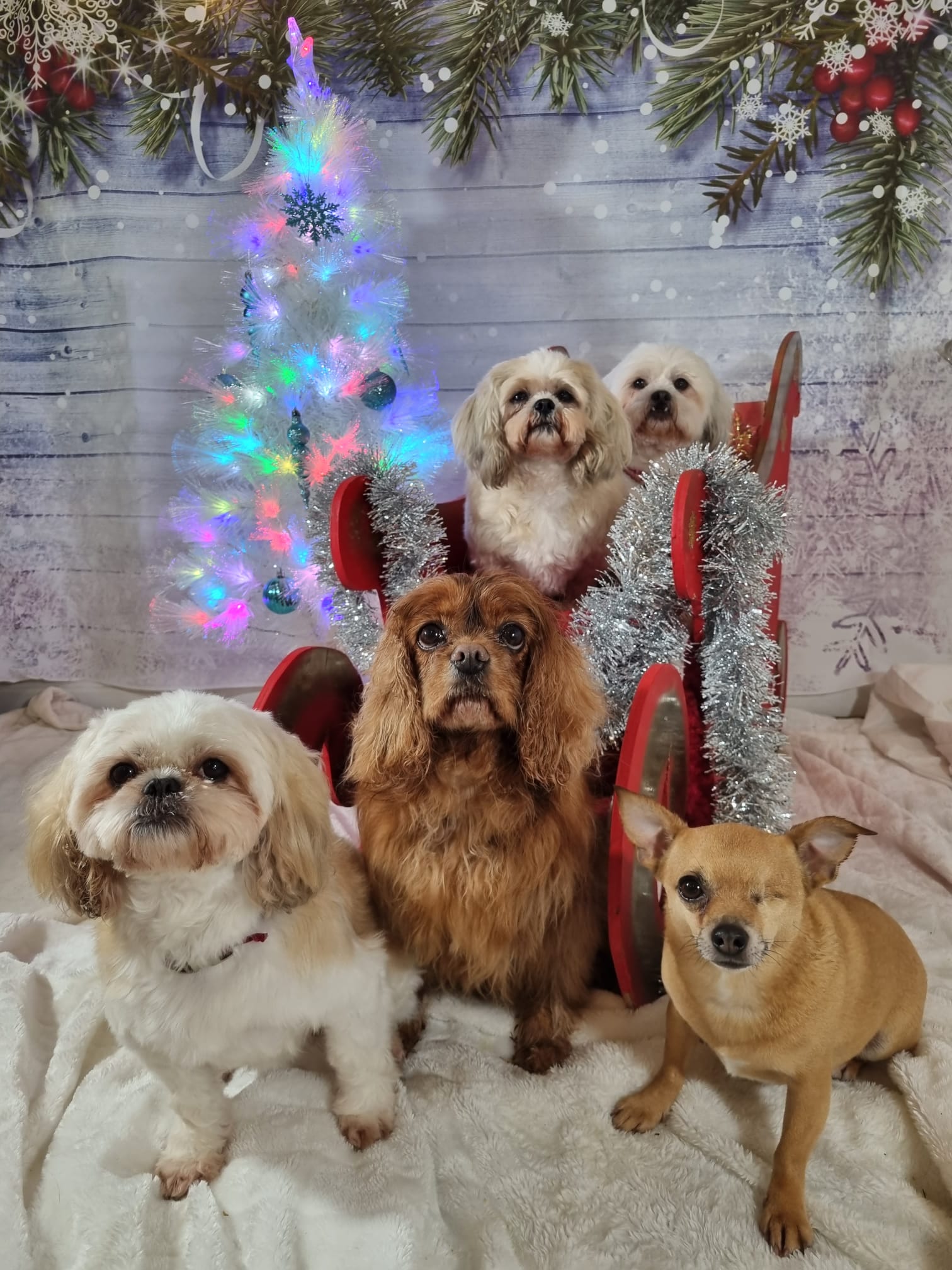 Celebrations Photo Gallery Doonane Dogs Boarding Kennels, Dublin