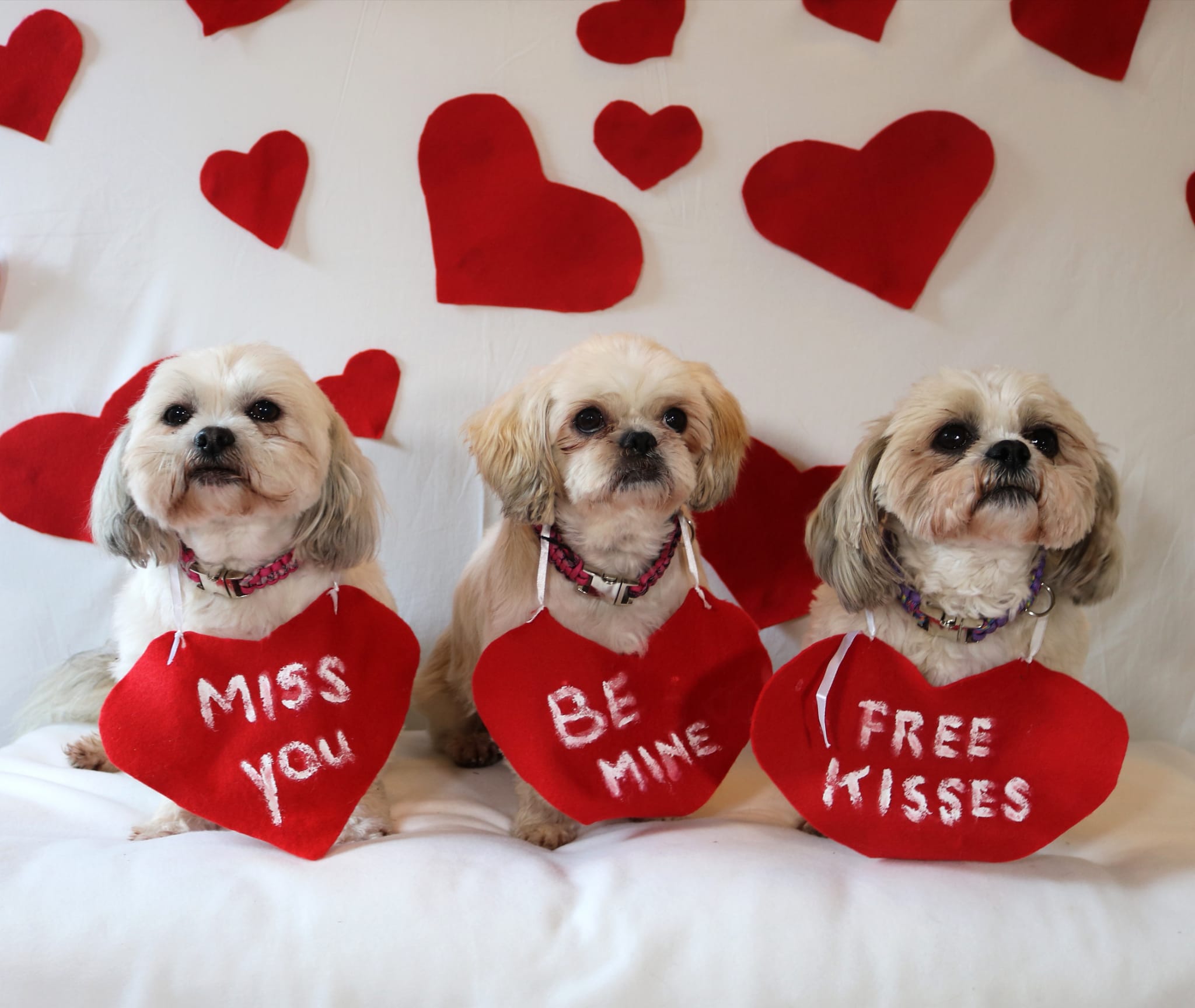 Celebrations Photo Gallery Doonane Dogs Boarding Kennels, Dublin